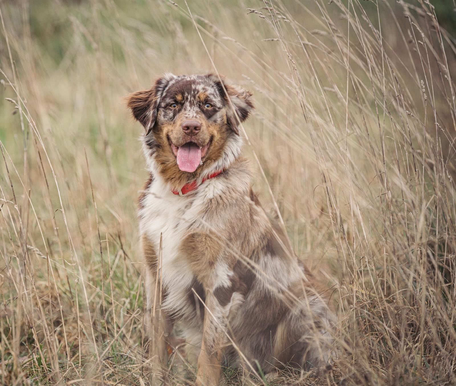 Björn, Australian Shepherd, sitzt aufmerksam im hohen Gras