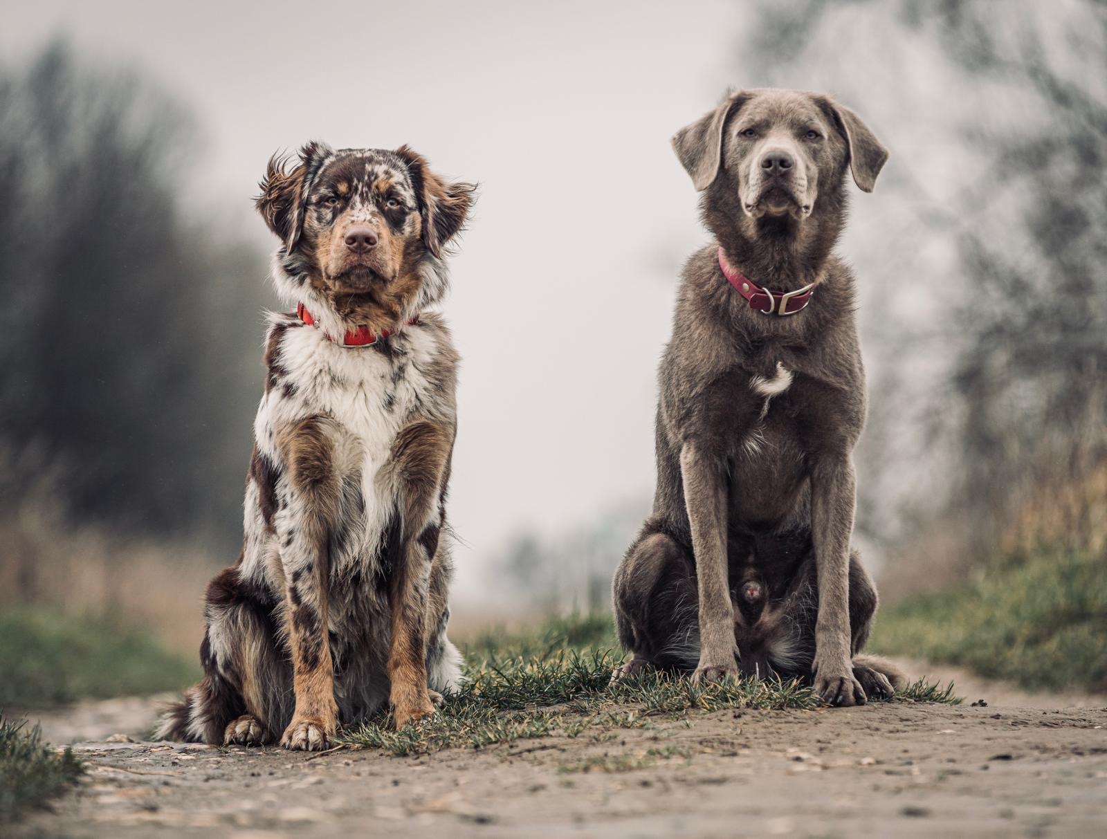 Björn und Ace
